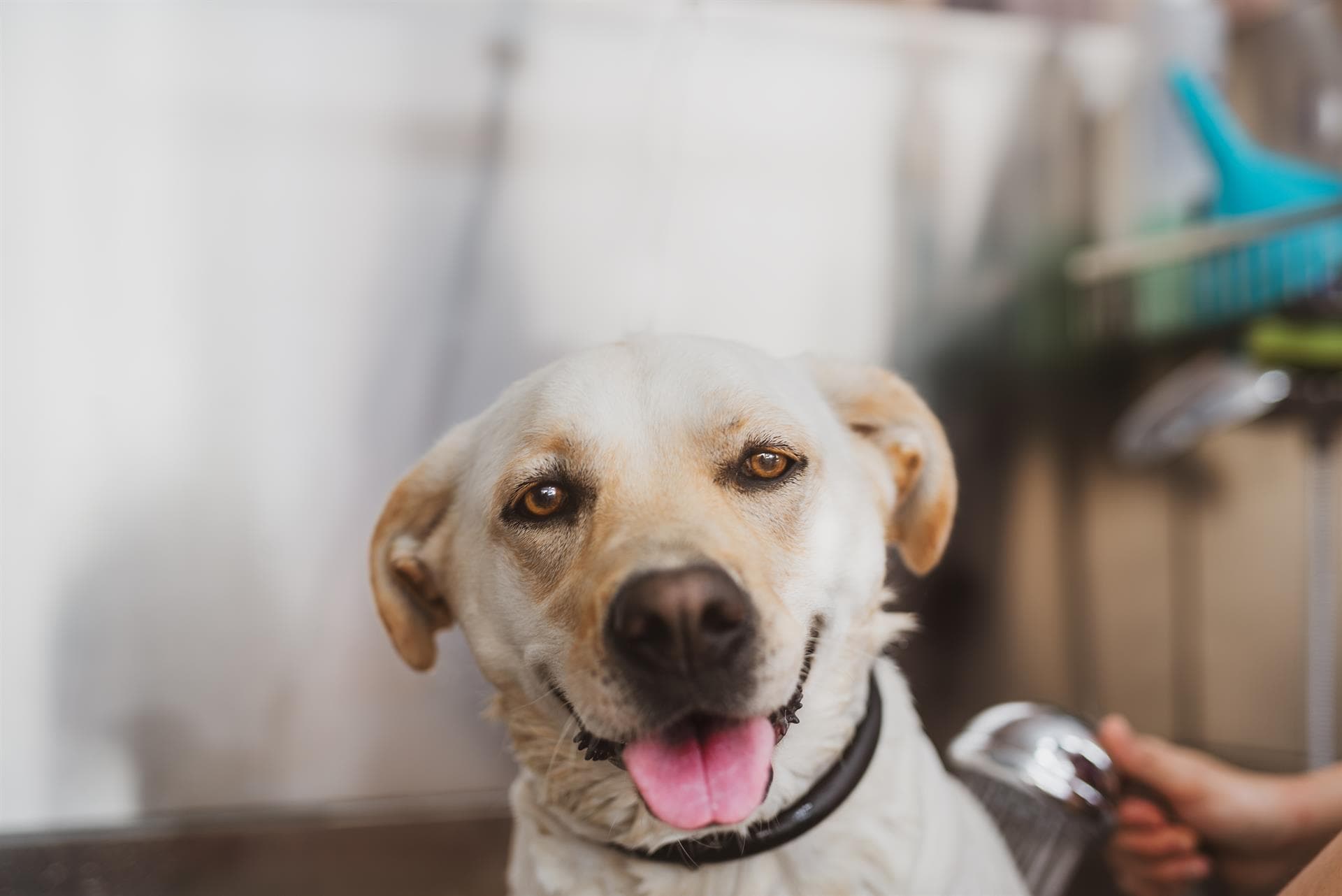 Pequeños Consentidos - Tu peluquería canina de confianza en Nigrán